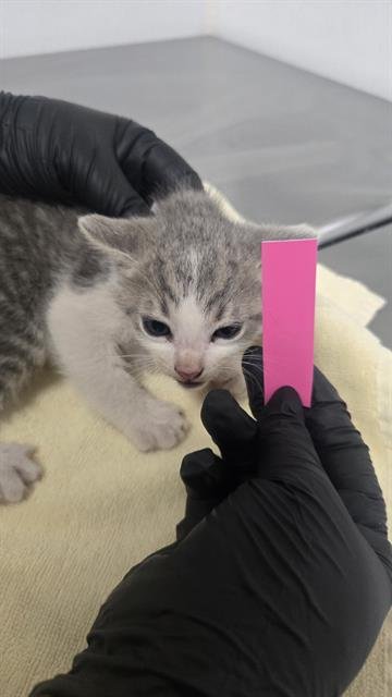 A888621 - Domestic Short Hair available for adoption
