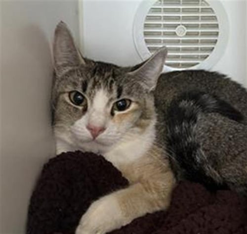*MAGNOLIA - Domestic Short Hair available for adoption