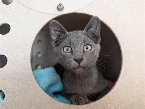 *EIFFEL 65 - Domestic Short Hair available for adoption