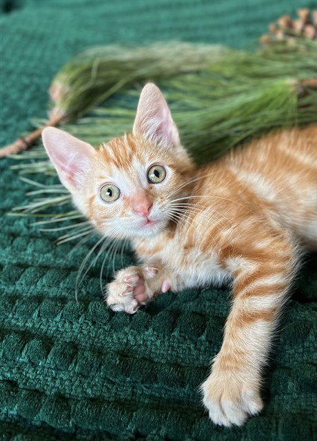 *FOREST - Domestic Short Hair available for adoption