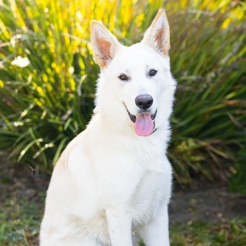 *APPA - German Shepherd Dog available for adoption