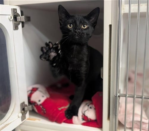 *SIMONOPIO - Domestic Short Hair available for adoption