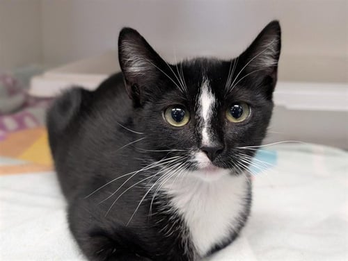 *SMUDGE - Domestic Short Hair available for adoption