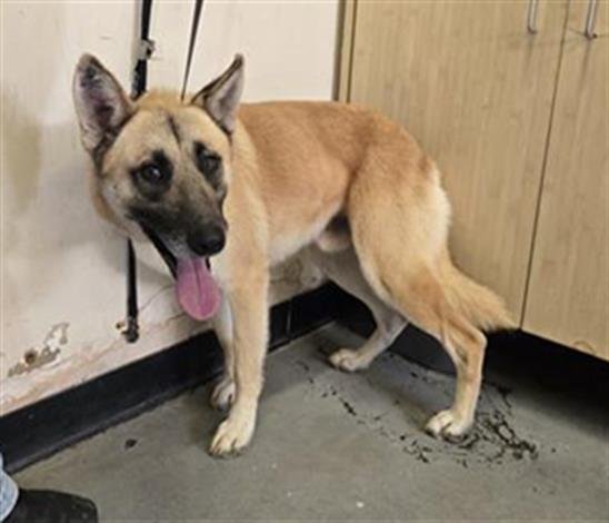 *TANNER - German Shepherd Dog available for adoption