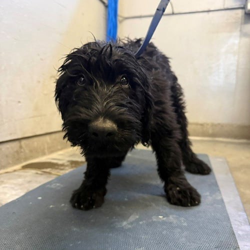 A887528 - Poodle (Standard) / Labrador Retriever available for adoption