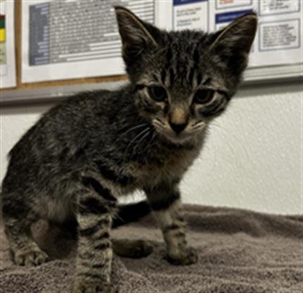 A889009 - Domestic Short Hair available for adoption