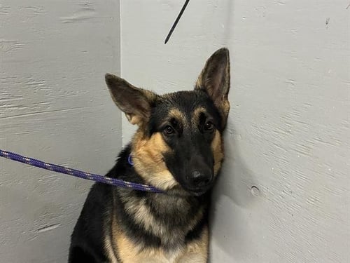 A889411 - German Shepherd Dog available for adoption