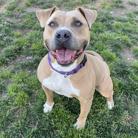 CINDY - Pit Bull Terrier available for adoption