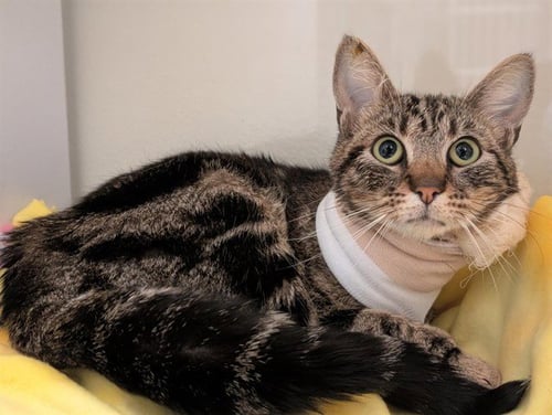 BECKY - Domestic Short Hair available for adoption