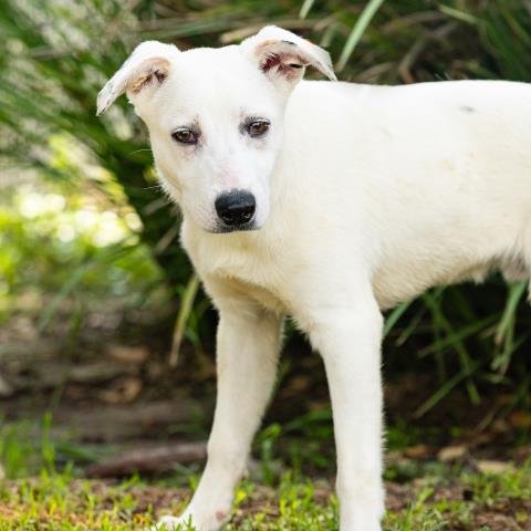 *OLLIE - Australian Shepherd available for adoption