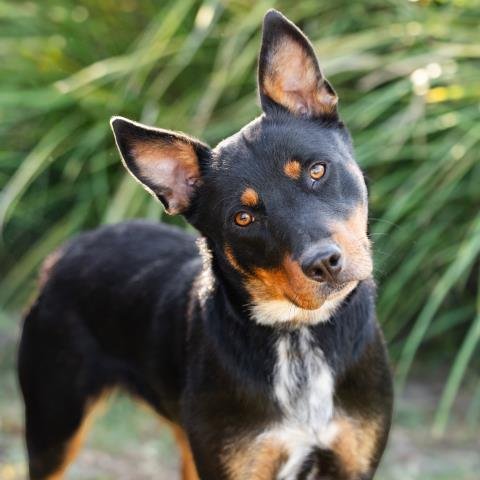 A889017 - Australian Cattle Dog/Blue Heeler available for adoption