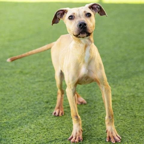 *BLONDIE - Pit Bull Terrier available for adoption