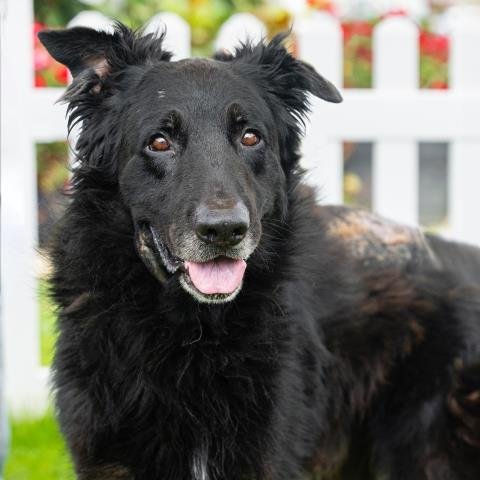 *VINNIE - German Shepherd Dog available for adoption
