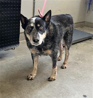*RICKY - Australian Cattle Dog/Blue Heeler available for adoption