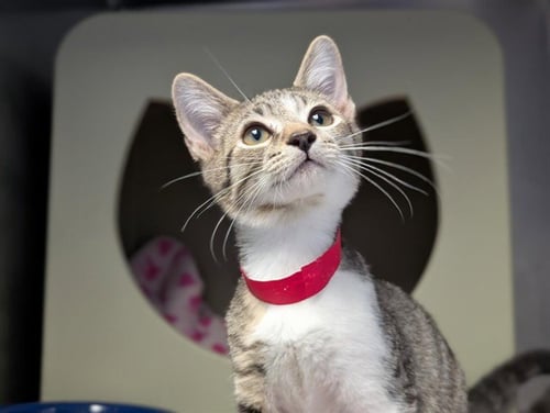 A887363 - Domestic Short Hair available for adoption