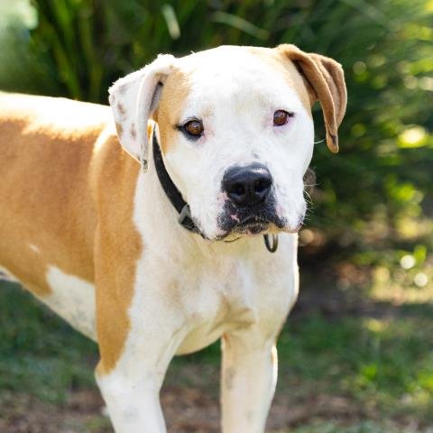 DOUG - Pit Bull Terrier available for adoption