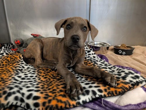 A887714 - Pit Bull Terrier available for adoption