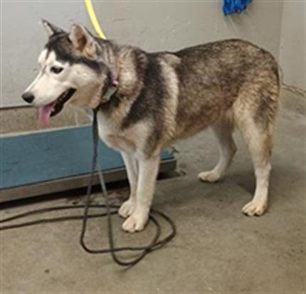 A887788 - Siberian Husky available for adoption