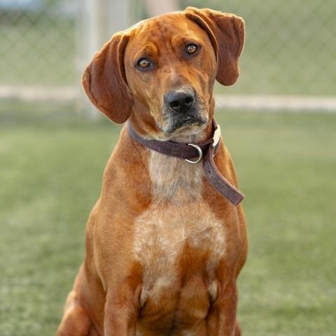 *ROSS - Redbone Coonhound available for adoption
