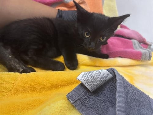 A887350 - Domestic Short Hair available for adoption