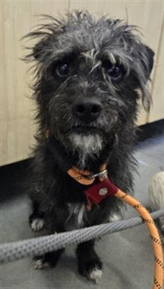 *JOEY - Border Terrier / Affenpinscher available for adoption