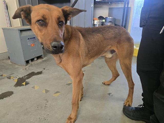 A877233 - Doberman Pinscher / German Shepherd Dog available for adoption