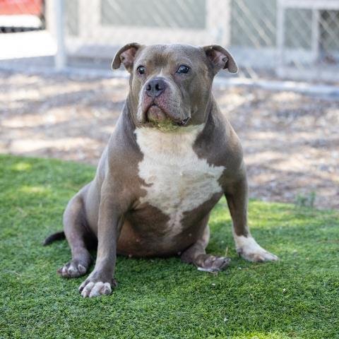 *KEELEY - Pit Bull Terrier available for adoption