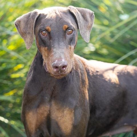 *BIRCH - Doberman Pinscher available for adoption