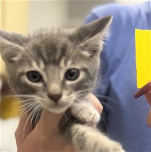 A888511 - Domestic Short Hair available for adoption