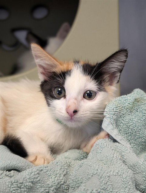 A887392 - Domestic Short Hair available for adoption