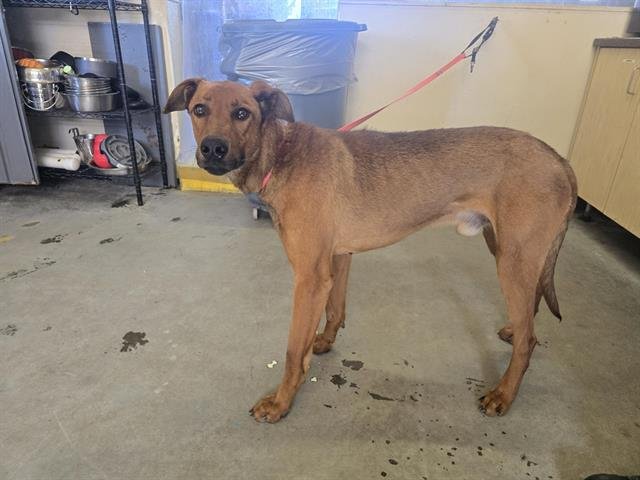 *SLIM - Doberman Pinscher / German Shepherd Dog available for adoption