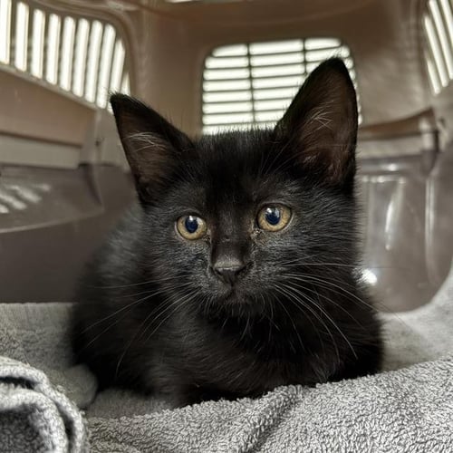 A888454 - Domestic Short Hair available for adoption