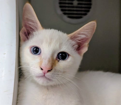 A889248 - Domestic Short Hair available for adoption