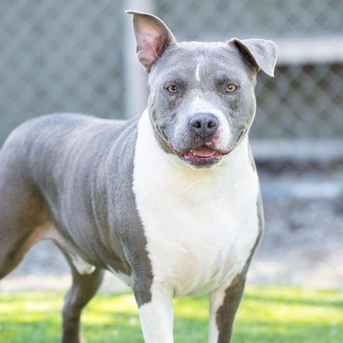 BUSTER Image