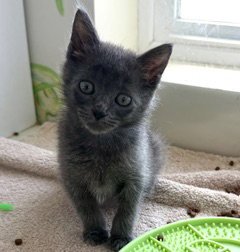 *BOBBY - Domestic Short Hair available for adoption