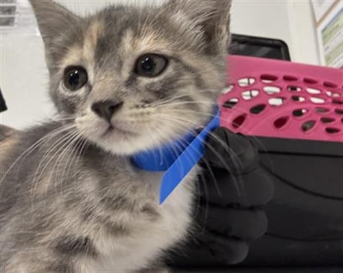 A887555 - Domestic Short Hair available for adoption
