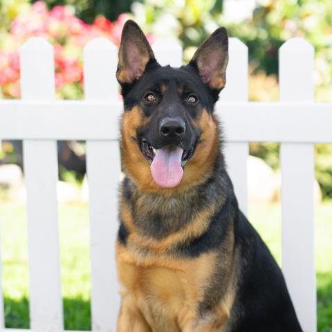 ANUBUS - German Shepherd Dog available for adoption