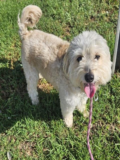 MAX - Shih Tzu available for adoption