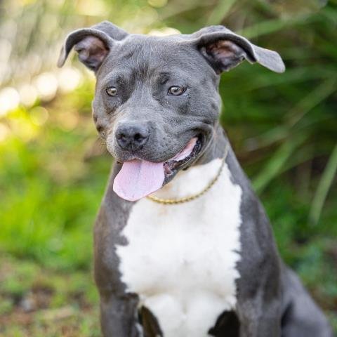 A887427 - Pit Bull Terrier available for adoption
