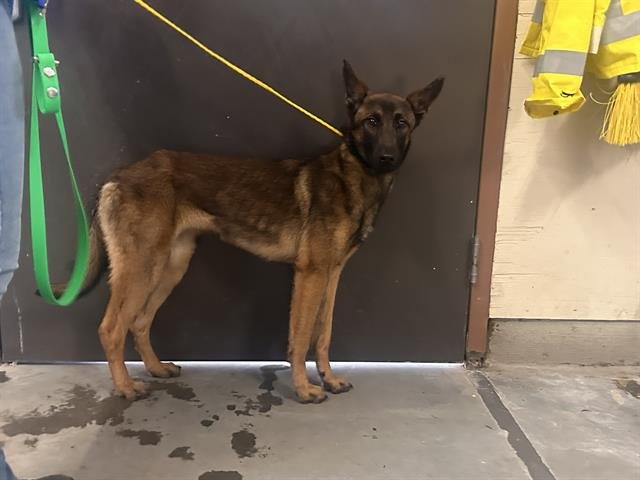 *AURORA - Belgian Shepherd Malinois available for adoption