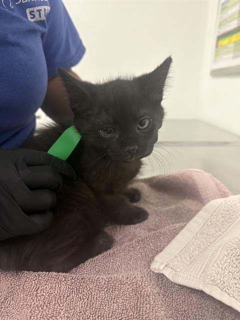 A888554 - Domestic Short Hair available for adoption