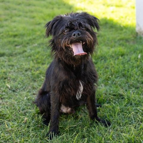 LITTLE MAN - Scottish Terrier Scottie available for adoption