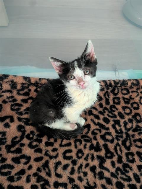 *MONROE - Domestic Short Hair available for adoption