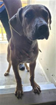 A887512 - Pit Bull Terrier available for adoption