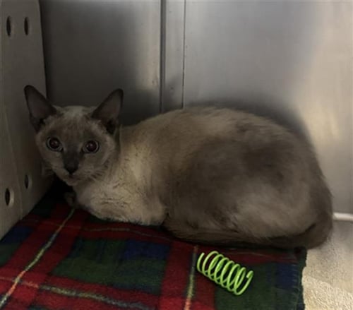 A887352 - Siamese available for adoption