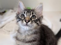 *SPECK - Photo 1