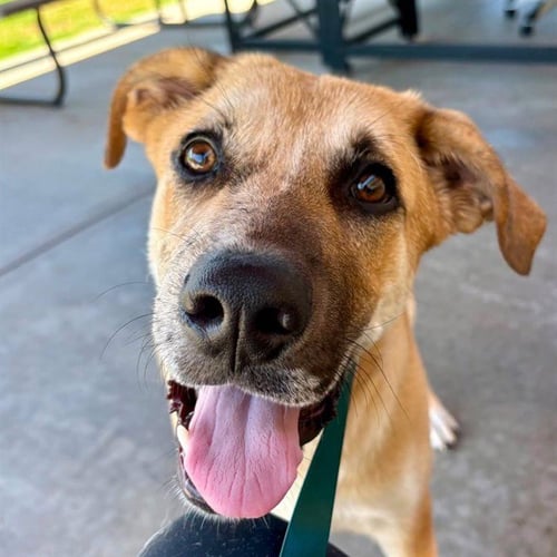 A886184 - Labrador Retriever / German Shepherd Dog available for adoption