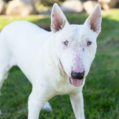 SUKI Image