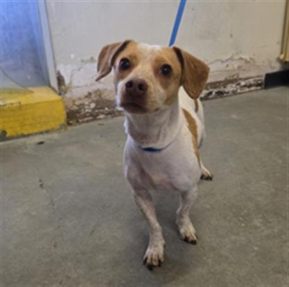 MOLLY - Chihuahua / Parson Russell Terrier available for adoption
