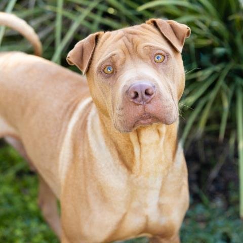 *BOND - Chinese Shar-Pei available for adoption